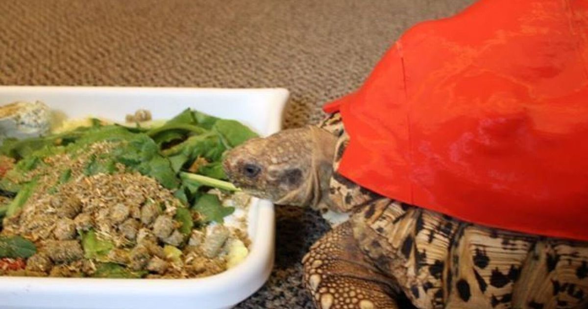 Student 3D Prints New Prosthetic Shell For Rescue Tortoise Cleopatra ...