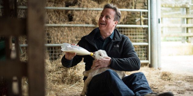CHADLINGTON, ENGLAND - APRIL 5: Prime Minister and leader of the Conservative Party David Cameron feeds orphaned lambs on Dean Lane farm near the village of Chadlington on April 5, 2015 in Chadlington, England. Britain goes to the polls for a general election on May 7. (Photo by Leon Neal - WPA Pool/Getty Images)