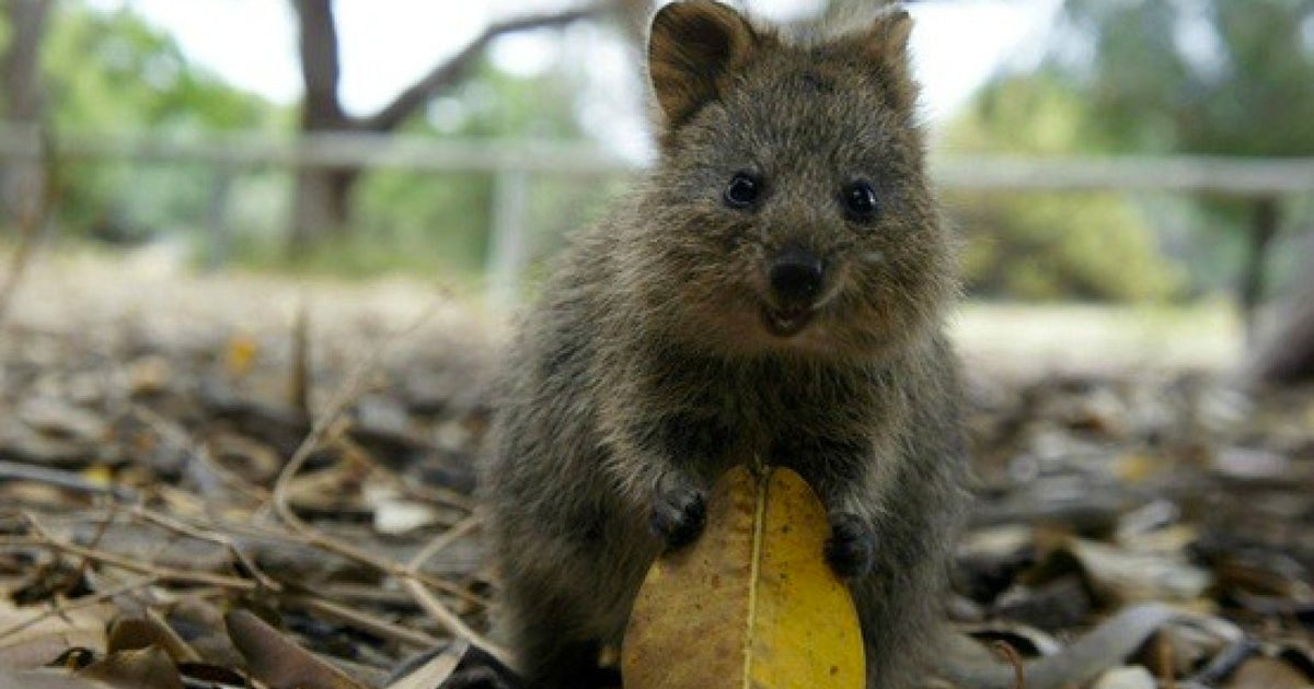 French Tourists Charged After Trying To Set Fire To Australian Quokka | HuffPost UK News French Tourists Charged After Trying To Set Fire To Australian Quokka | HuffPost UK News