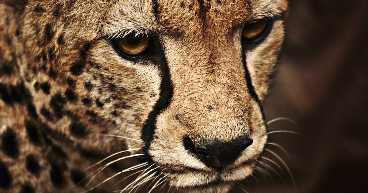 Boy, 2, Falls Into Zoo Cheetah Pit After Mother Dangles Him Over ...