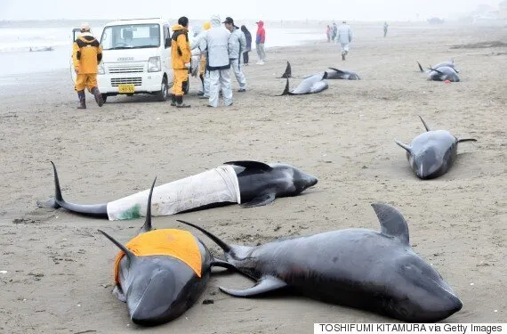 Sexually confused dolphin causes swimming ban at French beaches