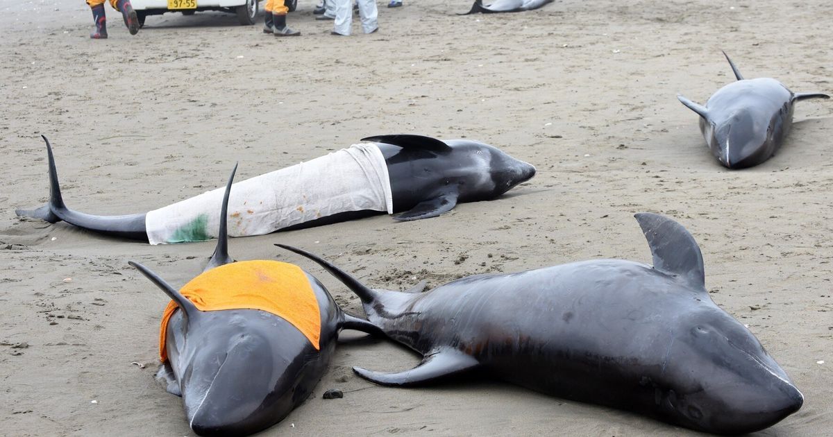 Mystery Of Mass Japanese Dolphin Deaths Trigger Earthquake Speculation