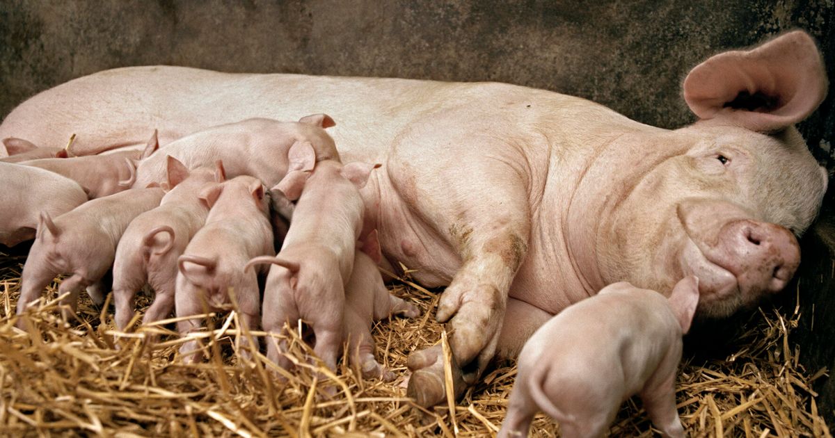 Pig Farm Arson Fire Kills 800 Sows And 3,500 Piglets In