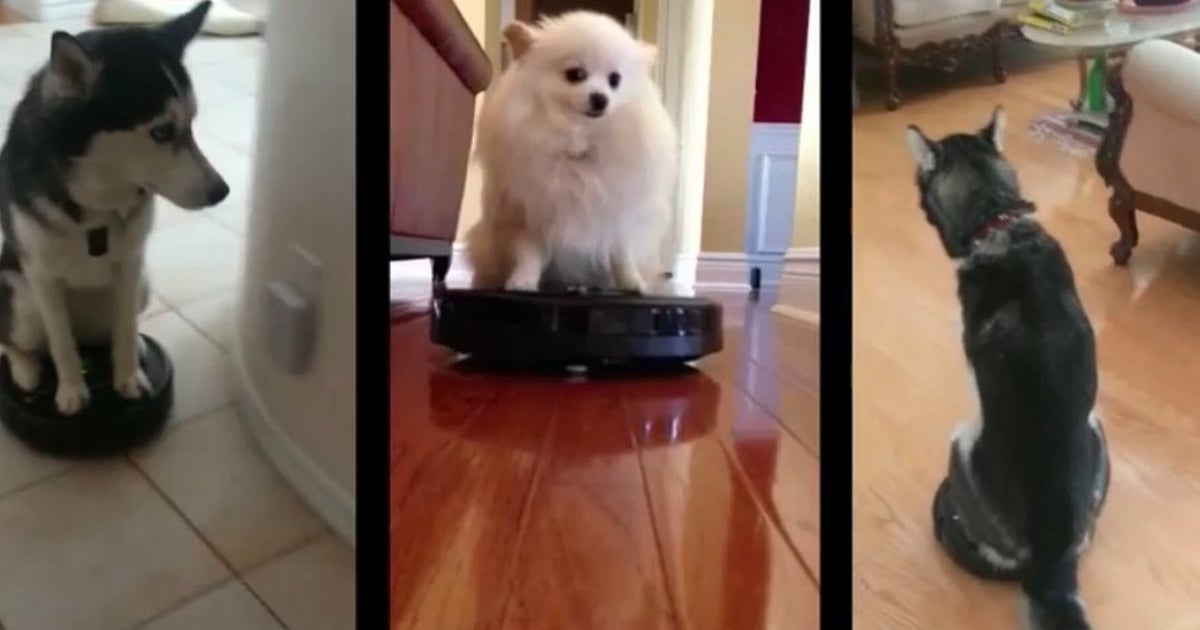 Animals Riding On Roombas (VIDEO) HuffPost UK Comedy