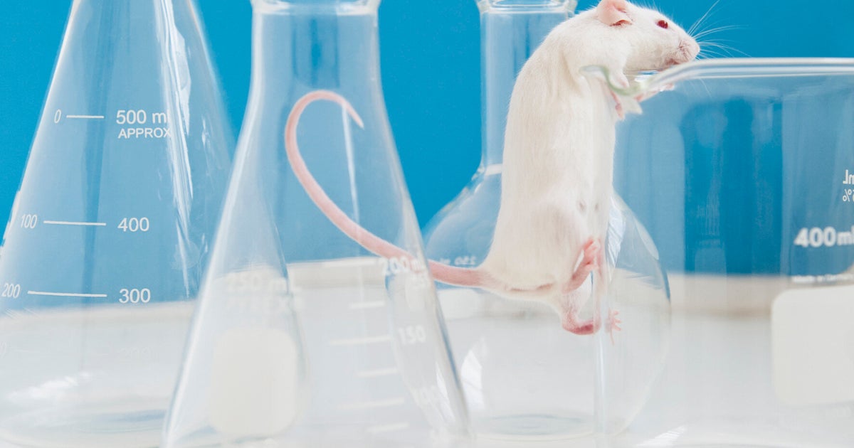 Lab Mice Are Afraid Of Men, Not Women, And That Might Have Ruined Years