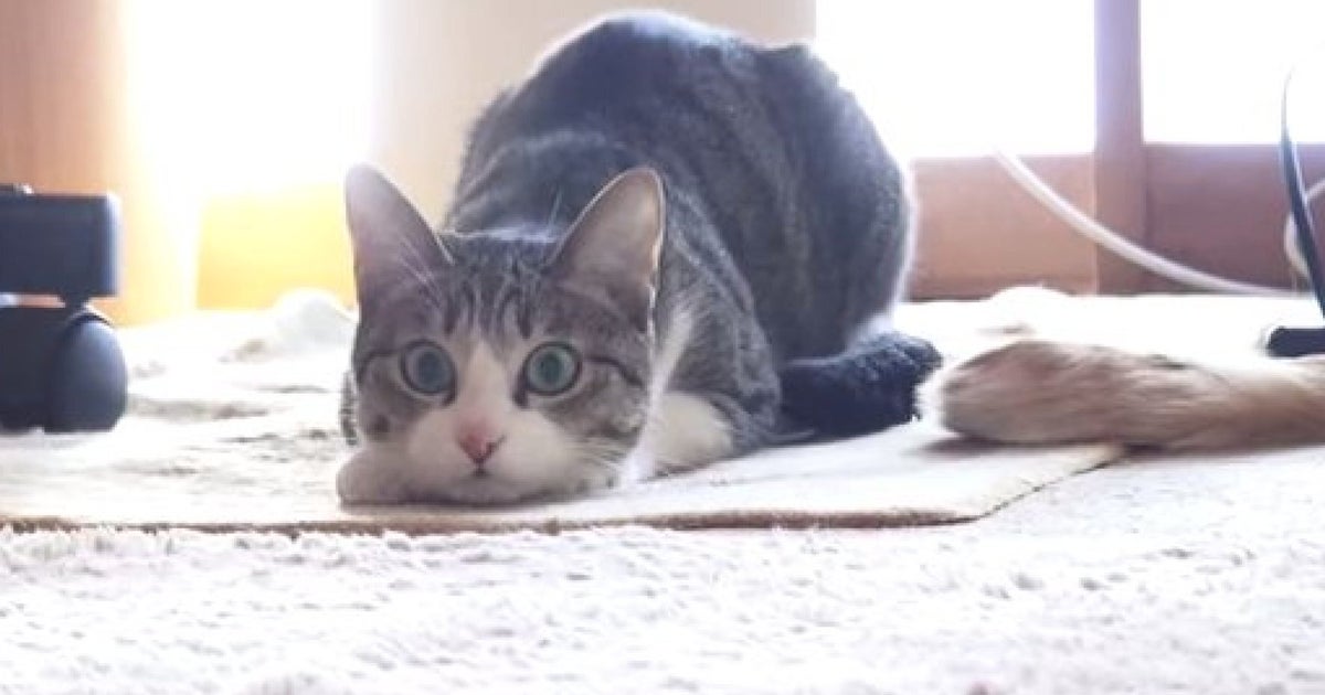 this-cat-has-the-best-bottom-wiggle-video-huffpost-uk-comedy
