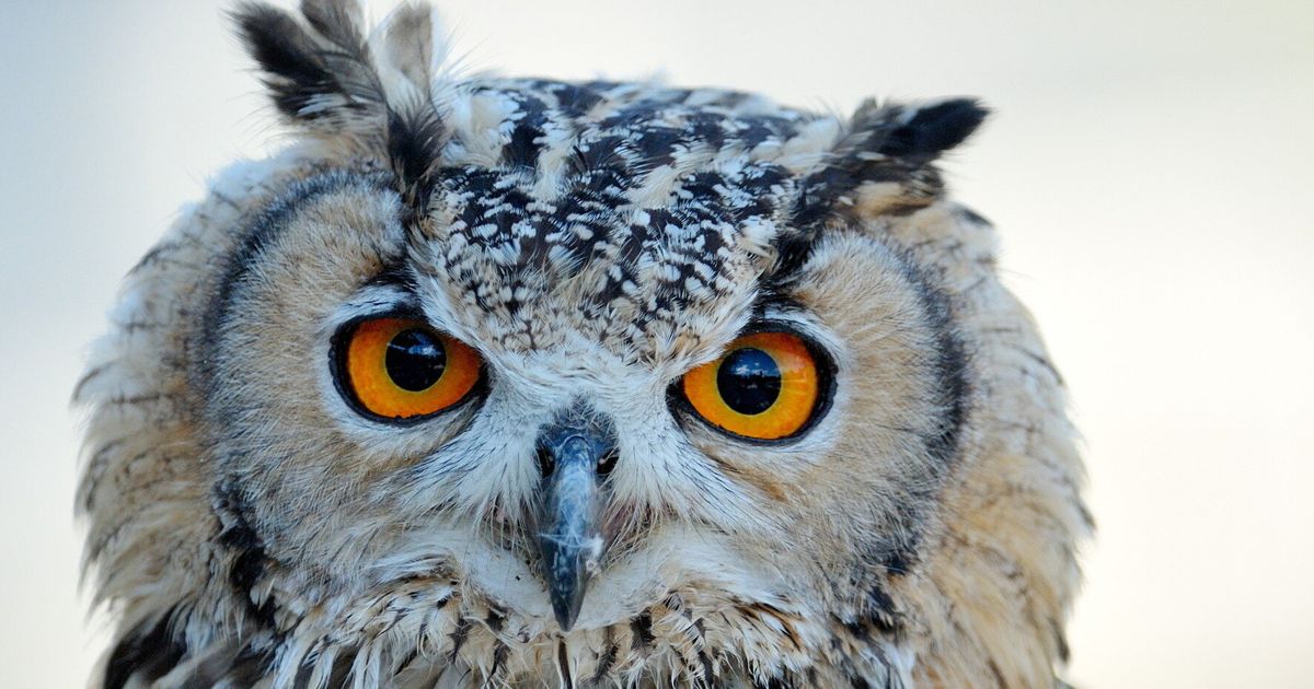 A Barn Owl Diary | HuffPost UK Life