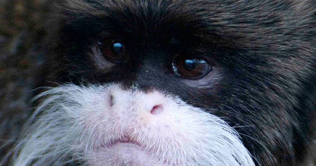 Endangered Monkeys Stolen From Blackpool Zoo Returned But Baby Cotton