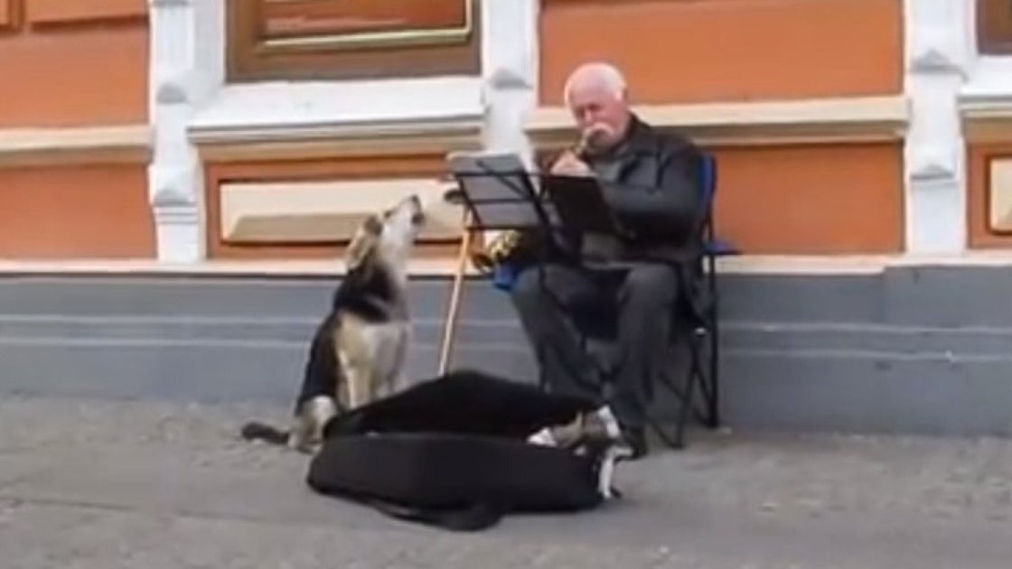 busking dog