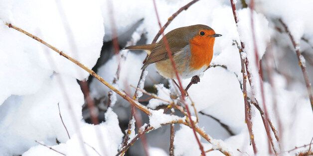 A robin sits on a snow covered branch in a garden in Northumberland as the winter weather continues across the UK.