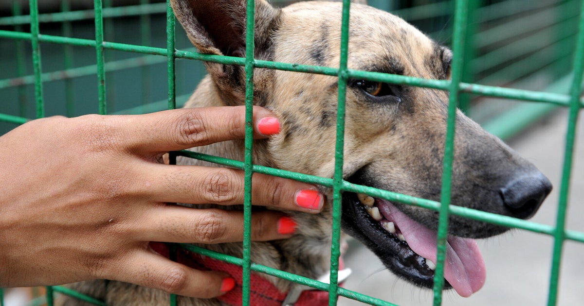 History in the Making - Controversial Animal Rights Campaigner Gary ...