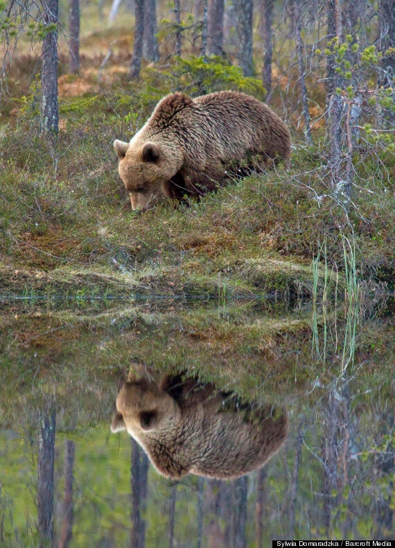 Reflections on The Bear