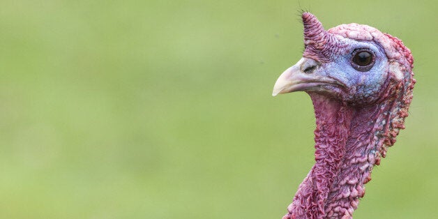 wild eastern turkey head shot...