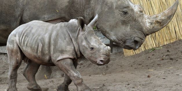 Social Media Pictures Of Rhinos With GPS Co-Ordinates Are Leading ...