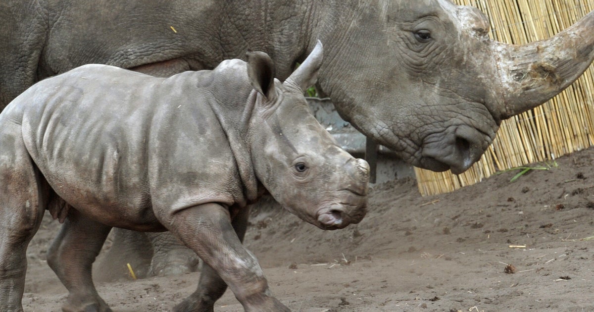 Social Media Pictures Of Rhinos With GPS Co-Ordinates Are Leading