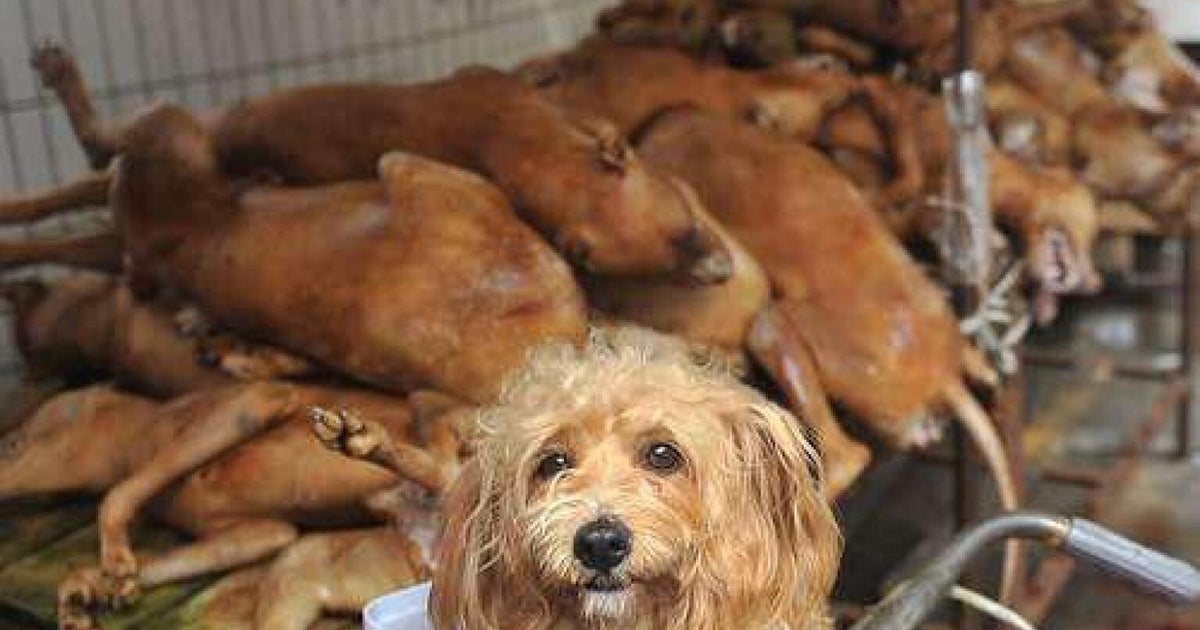 Chinese Dog Meat Festival In Which 10,000 Hounds Are Slaughtered Will ...