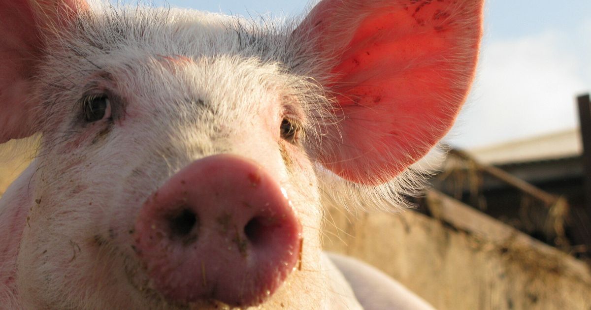 UK Agrees £45m Pig Semen Export Deal With China | HuffPost UK News