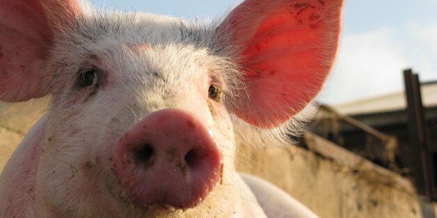 happy pig on pig farm