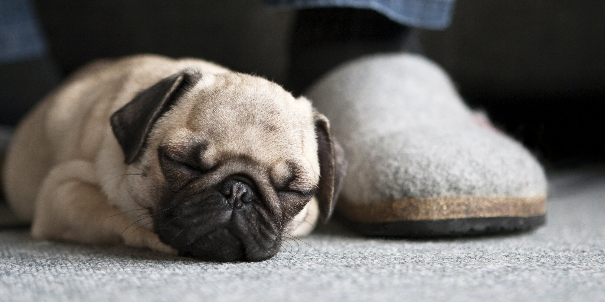 Five Things Pugs Can Teach Us About Getting Enough Sleep | HuffPost UK Life