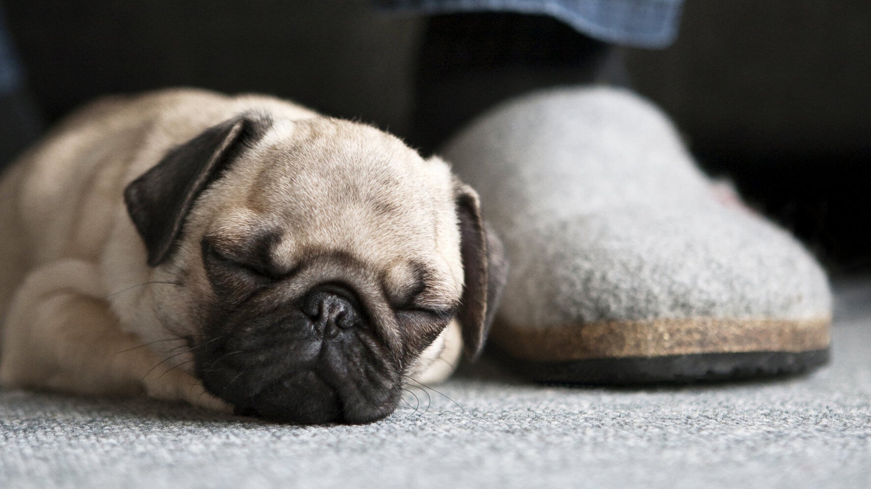 Five Things Pugs Can Teach Us About Getting Enough Sleep HuffPost UK Life