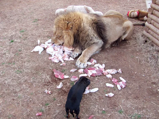 Weiner dog and store lion