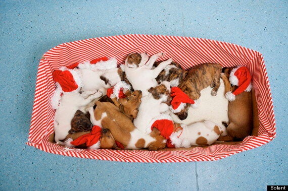 blue cross southampton cats for adoption