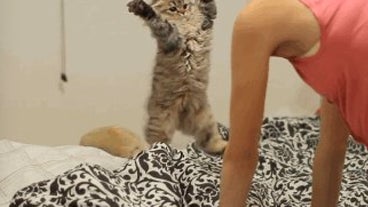 15 Cute Cat GIFs  HuffPost Entertainment