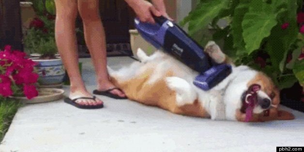 Funny Dog GIFs That Will Brighten Your Day