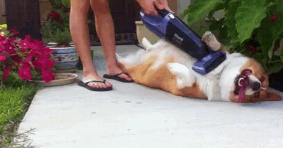 Gifs - Funny Dog Gifs By Wallace.Dog - Diabolical Rabbit