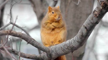 funny squirrel picture funny squirrel picture
