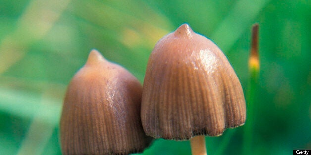 The man told investigators he had ingested hallucinogenic mushrooms (file picture)