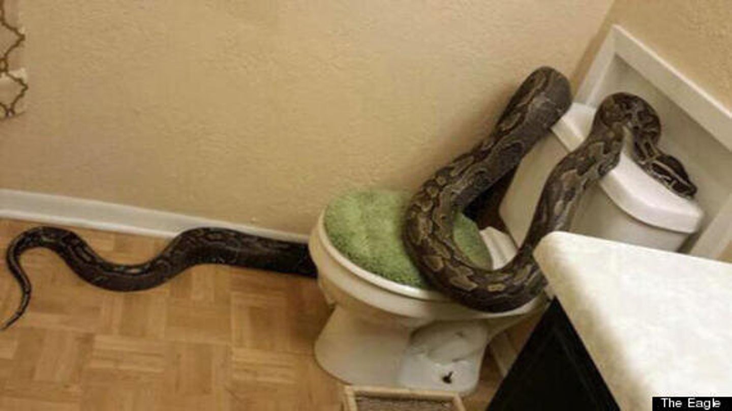 Python Pit Stop: 12-ft Long Snake Slithers Into Texas Bathroom (PICTURE ...