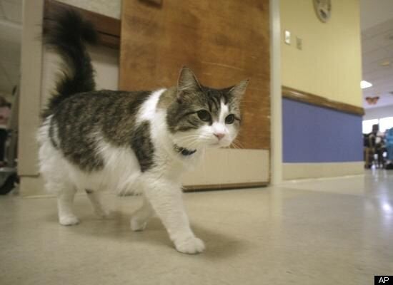 Oscar The Cat Has Predicted 50 Deaths At A Nursing Home