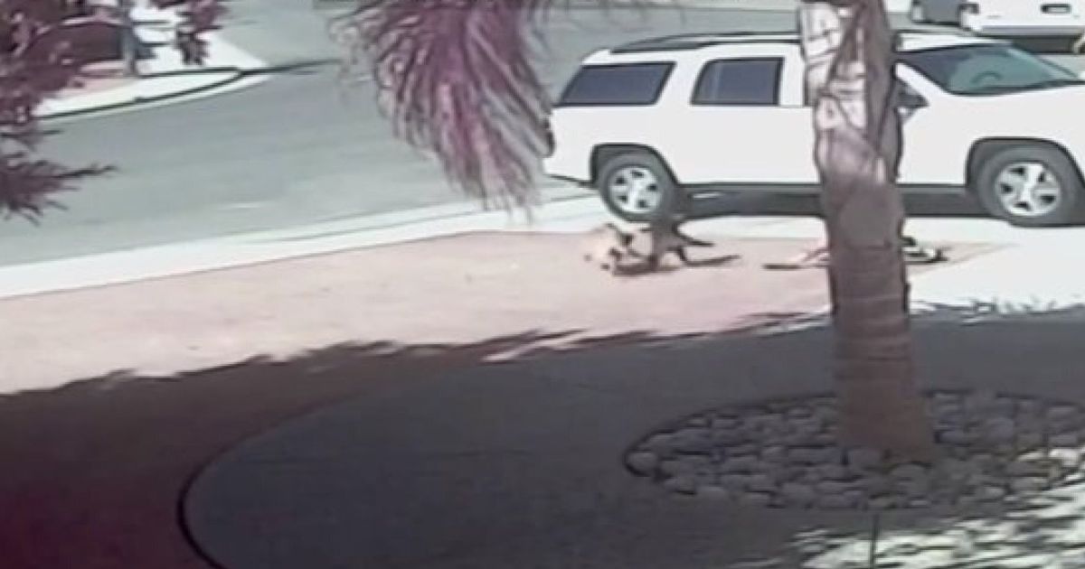 Incredible Video Shows Cat Saving Young Boy From Savage Dog Attack