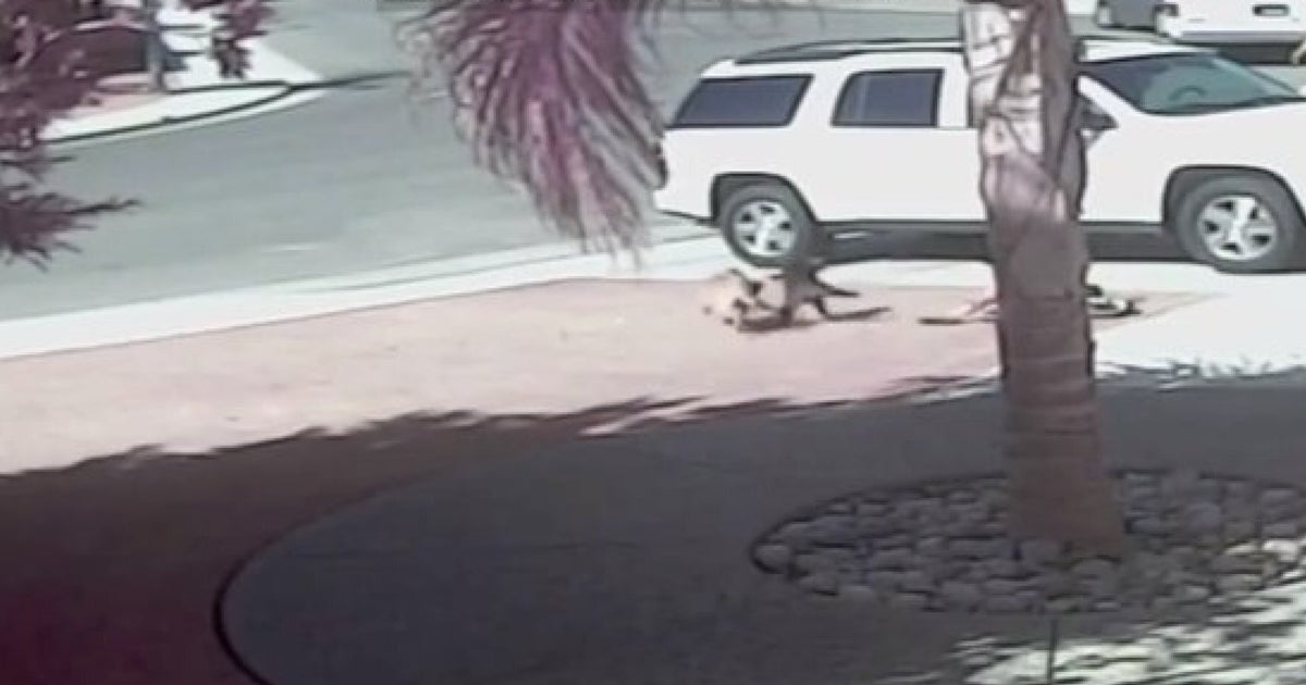 Cat Saves Boy From Dog Attack Viral Video Labrador Chow Cross To Be