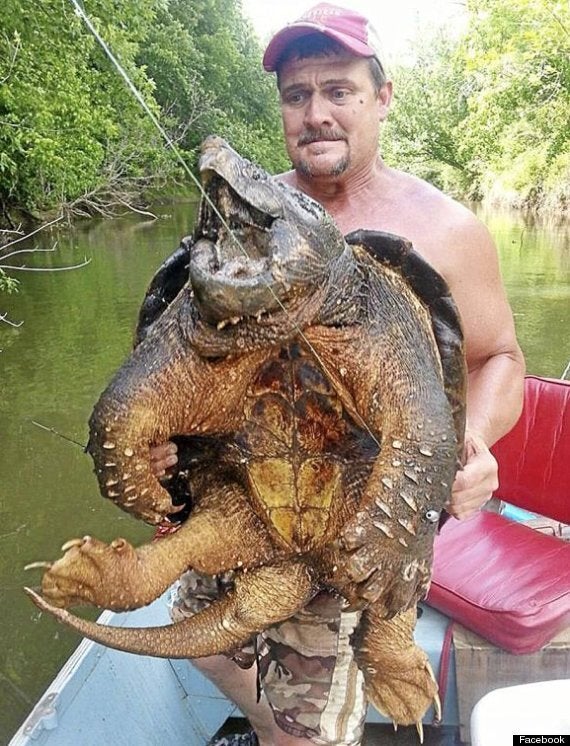 Monster-sized snapping turtle weighing 100 POUNDS is pulled from a river in  Florida