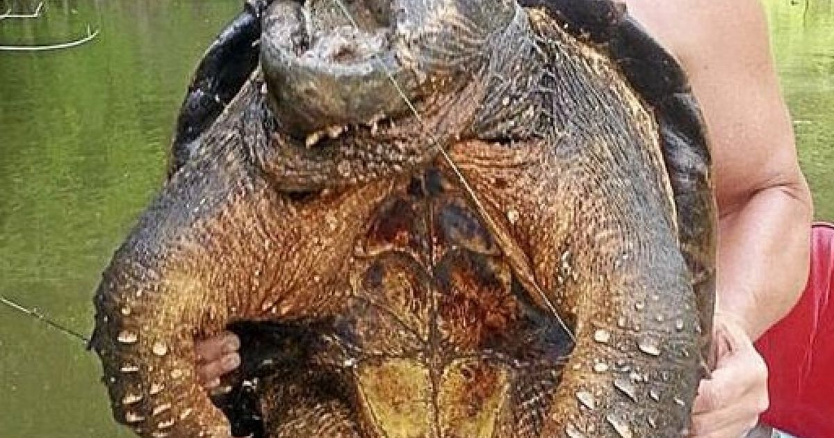 Giant 100lb Alligator Snapping Turtle Hauled Out Of Oklahoma's Eufala ...