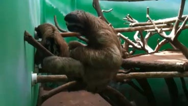 funny sloth videos funny sloth videos