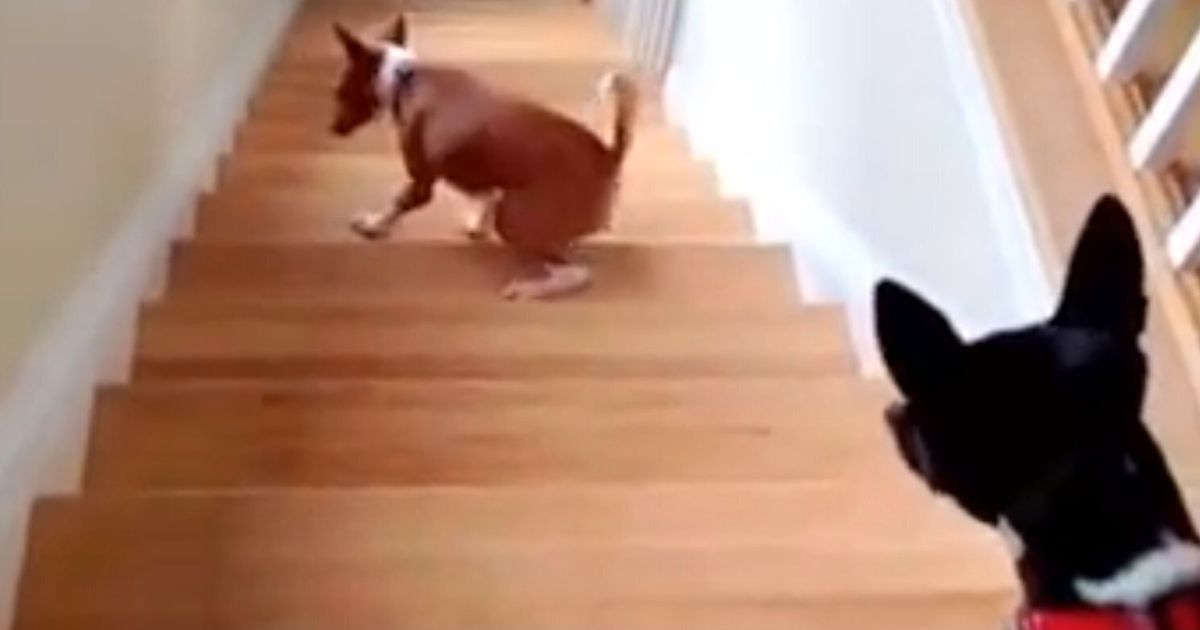 Dog Doesn't Understand Stairs (VIDEO) | HuffPost UK Comedy