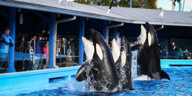 SeaWorld 'Disappointed' After Travel Company STA Ends 'Unethical