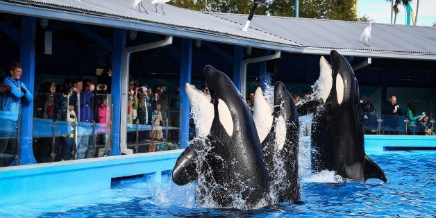 Orcas during a show at the Shamu Up Close attraction at Sea World in Orlando, Fla., Jan. 7, 2014. (Joshua C. Cruey/Orlando Sentinel/MCT via Getty Images)