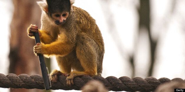 A spider monkey holds onto a pen after stealing it from a zookeeper during the annual stocktake at London Zoo, north London, on January 4, 2011. With over 16,000 creatures, the headcount will include 10,000 invertebrates, 4,700 fish and 100 reptiles. AFP PHOTO / LEON NEAL (Photo credit should read LEON NEAL/AFP/Getty Images)