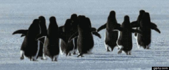 12 Random Penguin GIFs | HuffPost UK