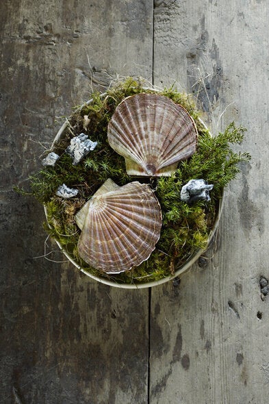 Scallop I skalet ur elden cooked over burning juniper branches