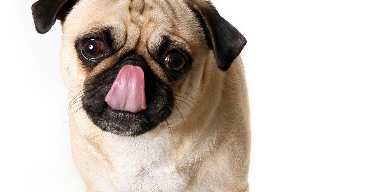 Dog Food Meat