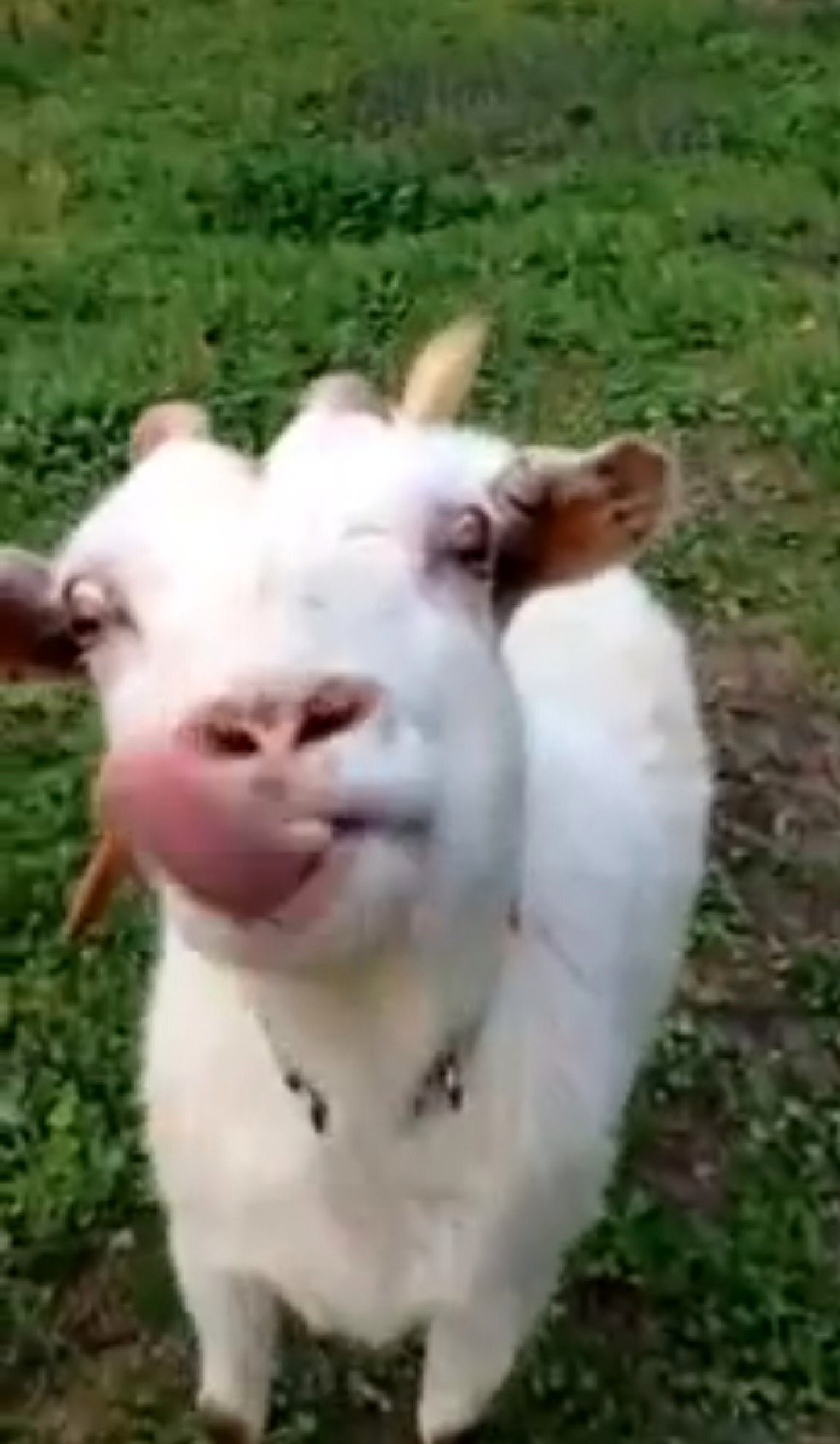 Funny goat videos 2018 sale