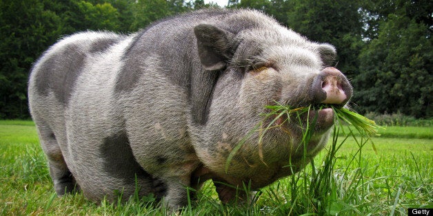 A pot-bellied pig was found in the car wearing jogging bottoms (file picture)