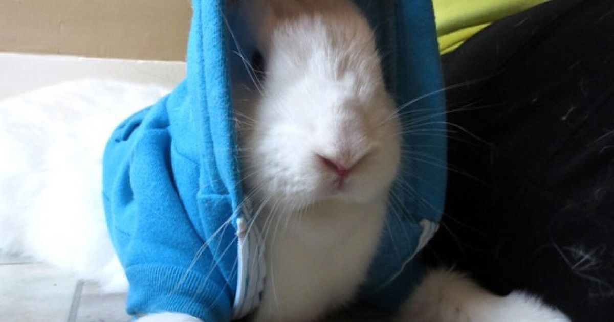 Giant Flemish Rabbit Named Bonnie Abducted Picture Huffpost Uk