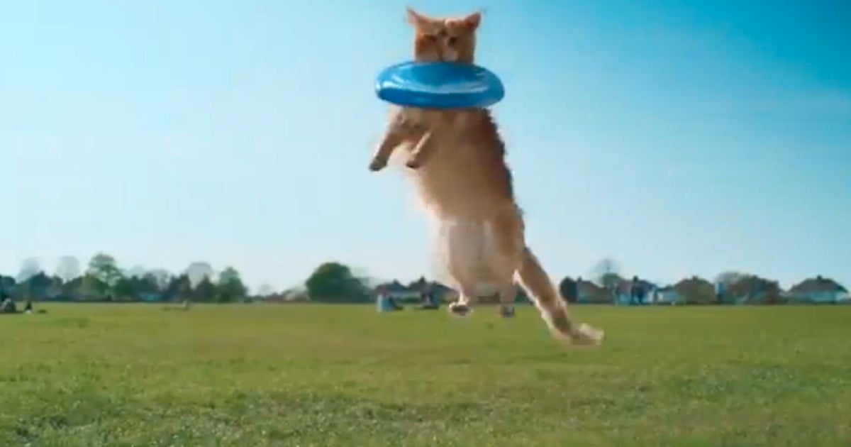 O2's 'Be More Dog' Is Our New Favourite Advert (VIDEO) | HuffPost UK Comedy