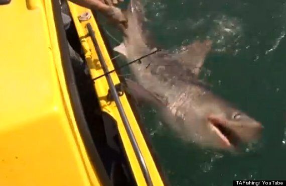 8ft Long Porbeagle Shark Hooked By Angler Off The Coast Of Devon (VIDEO ...